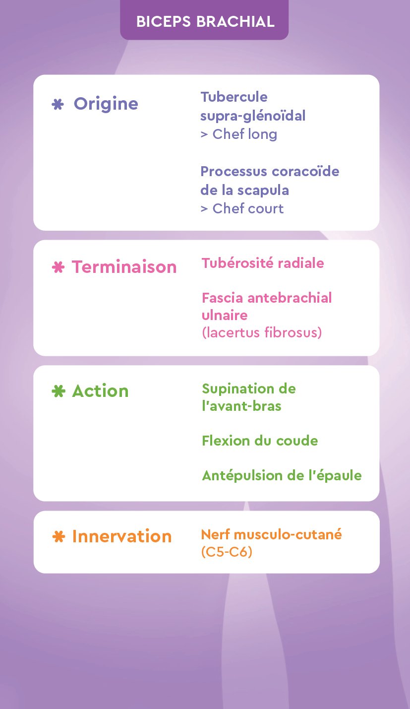 Verso Membre supérieur