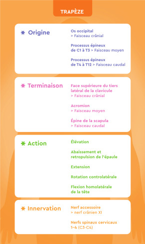 Verso Cou et buste