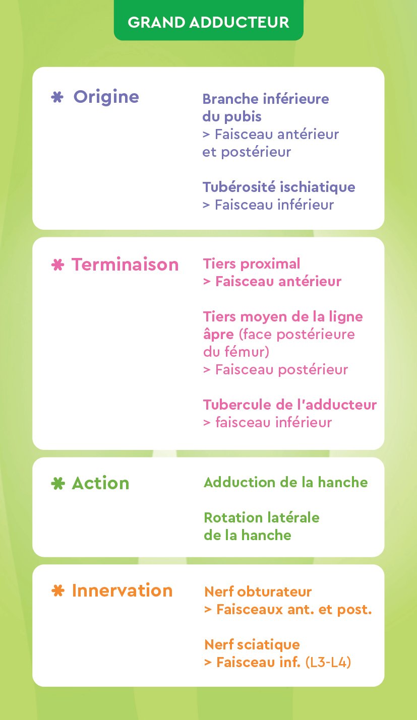 Verso Membre inférieur