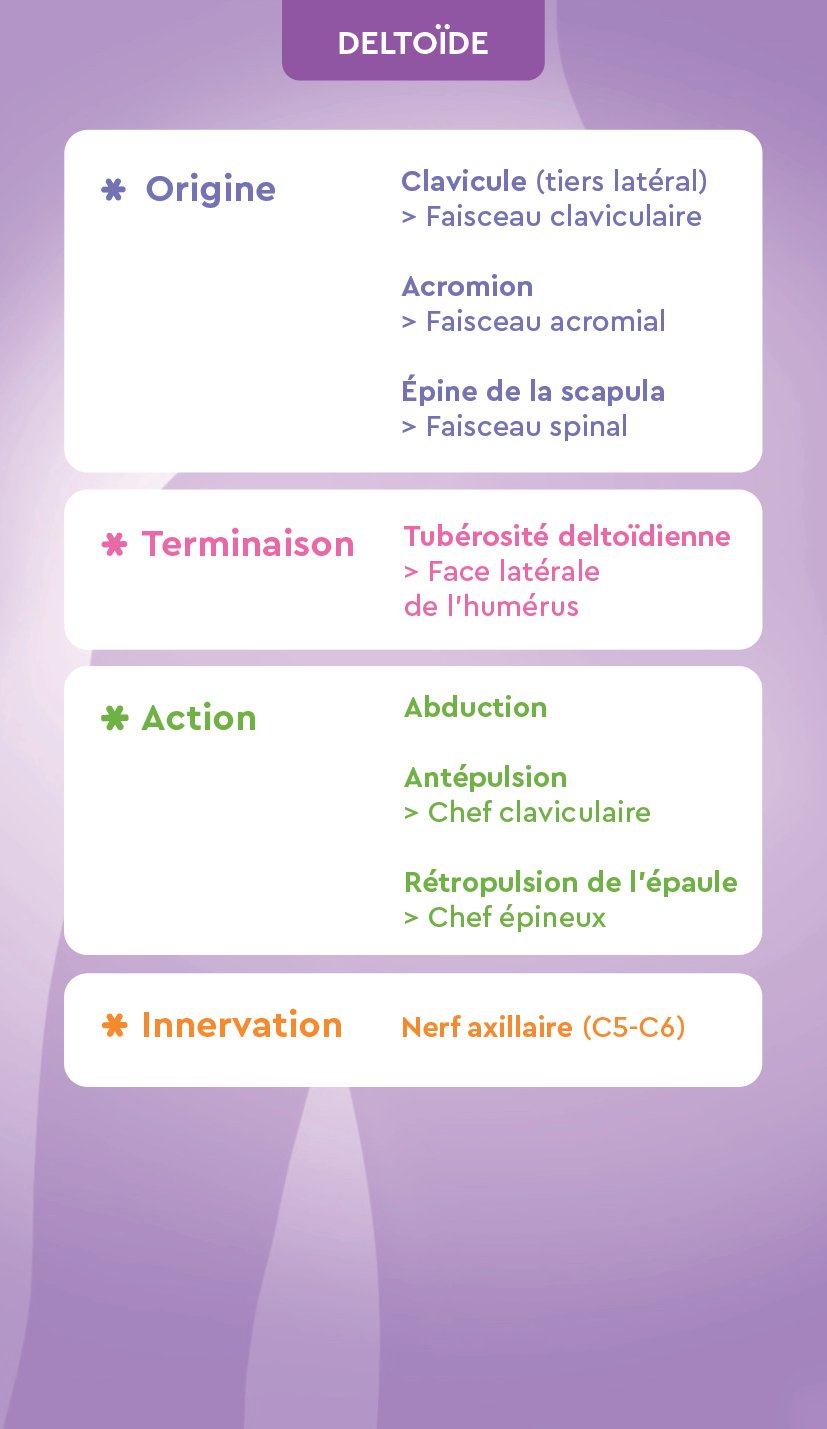 Verso Membre supérieur