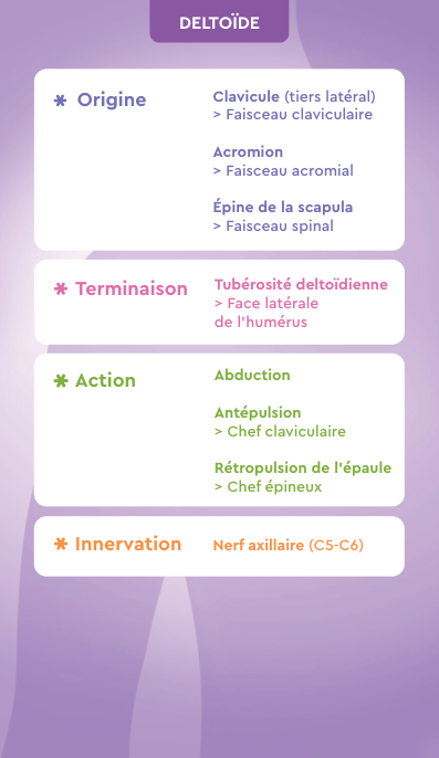 Verso carte Deltoïde